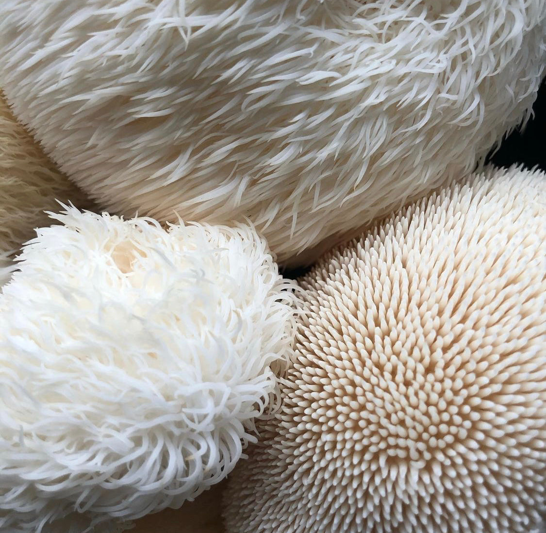 Lion's Mane (Hericium erinaceus)