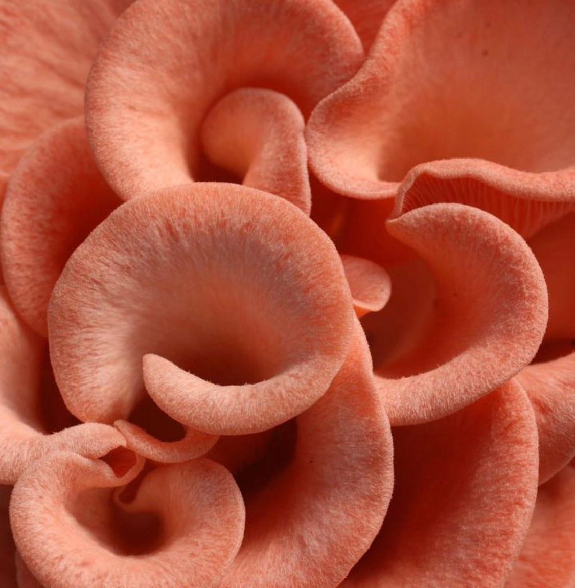 Blush Oysters (Pleurotus djamor)