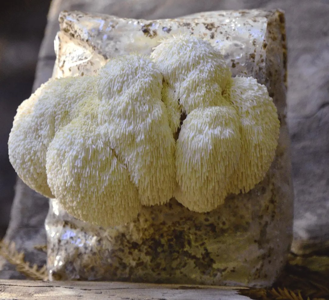 Lion's Mane (Hericium erinaceus)