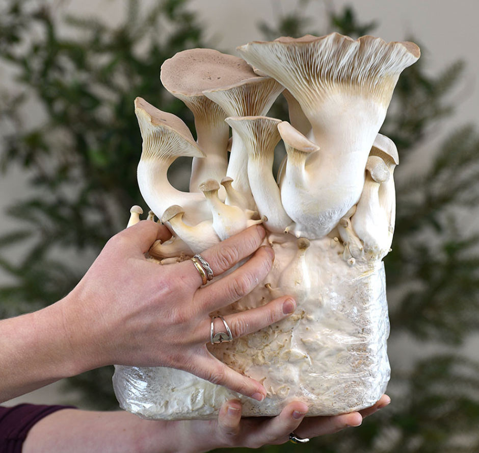 Royal Trumpets (Pleurotus eryngii)