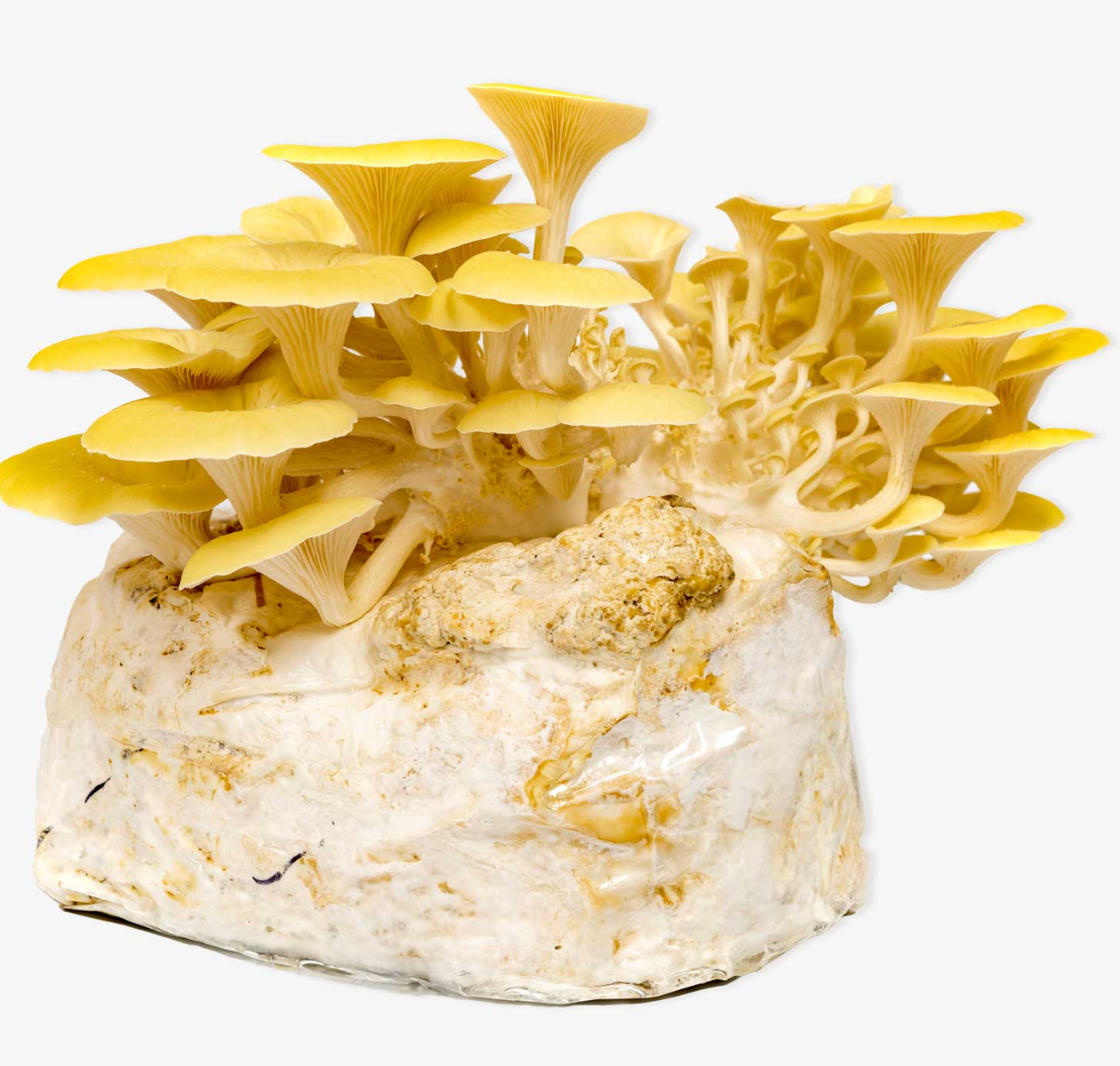 Golden Oyster (Pleurotus citrinopileatus)