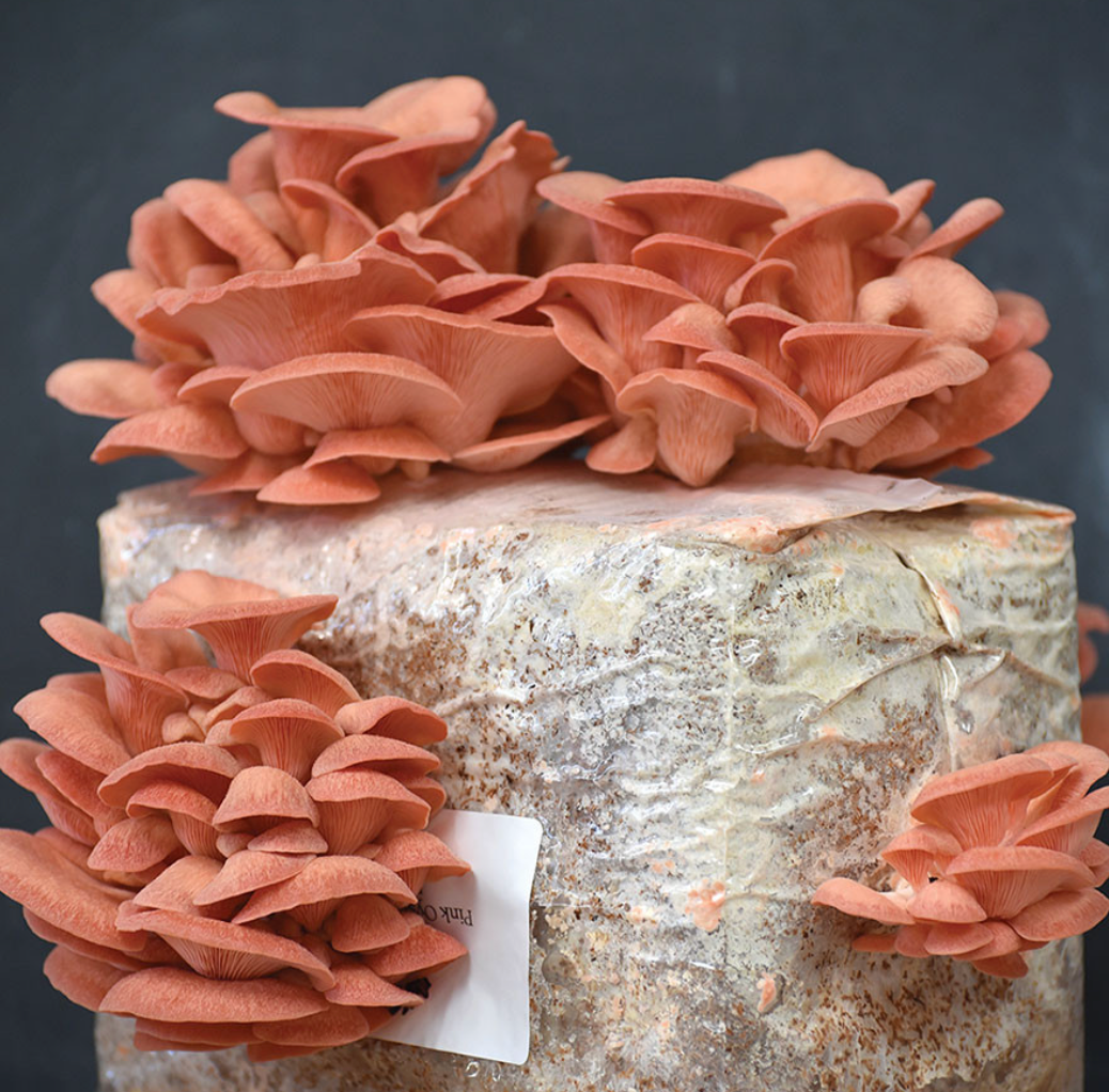 Blush Oysters (Pleurotus djamor)