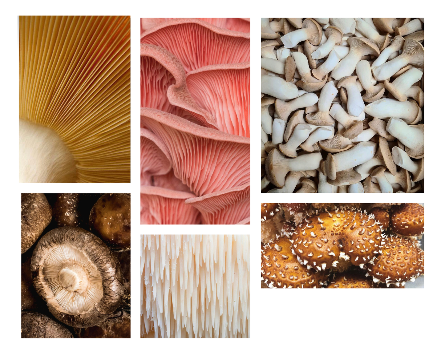 Grow Something New - Hedge Monthly Subscription Plan