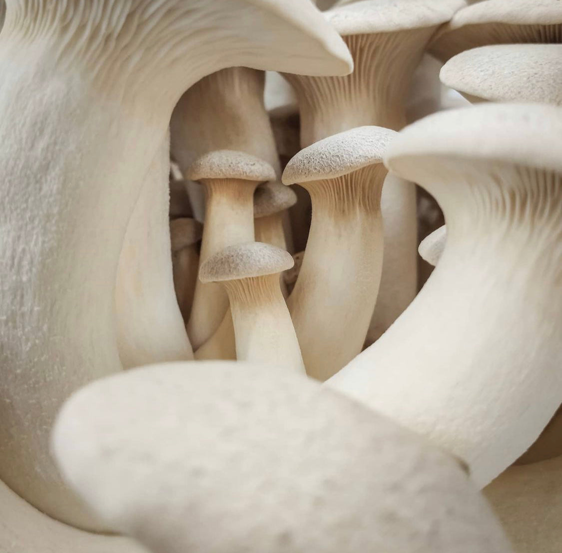 Royal Trumpets (Pleurotus eryngii)