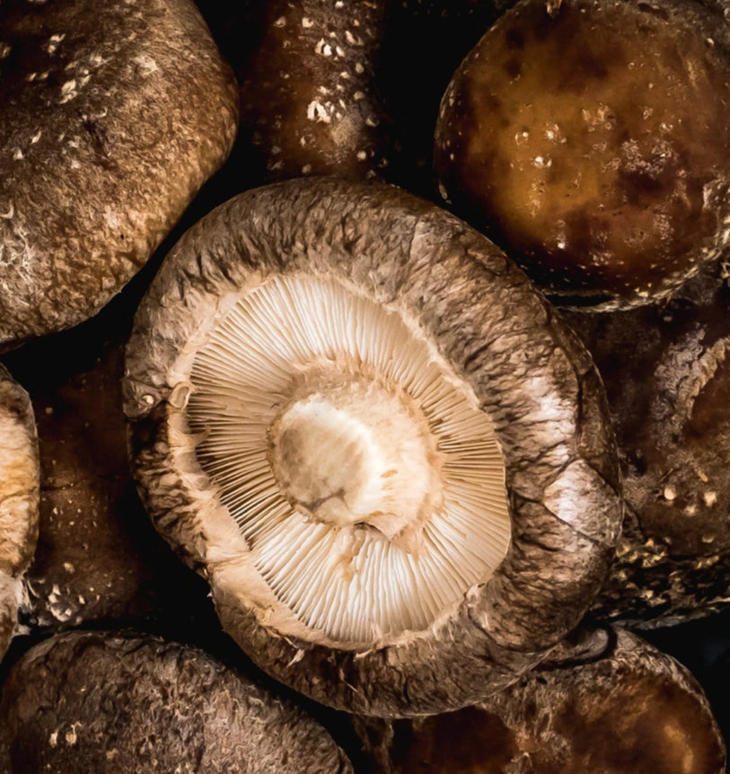 Shiitake (Lentinula edodes)